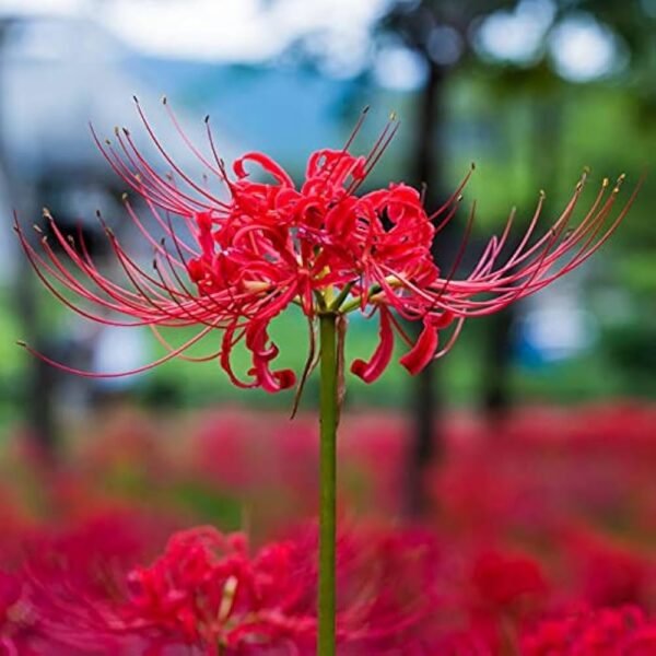 Spider Lilies - Image 5