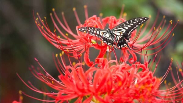 Spider Lilies - Image 7