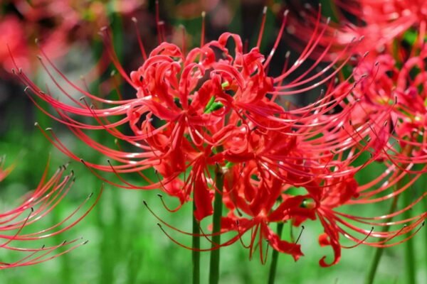 Spider Lilies - Image 4