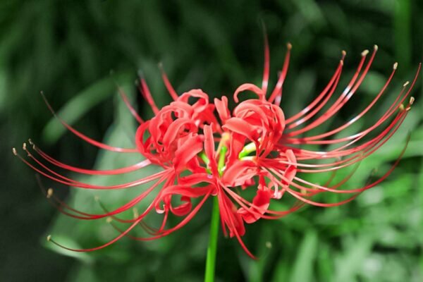 Spider Lilies - Image 6