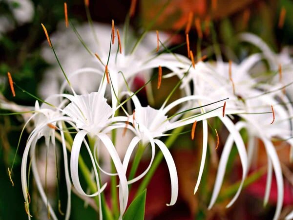 Spider Lilies - Image 3