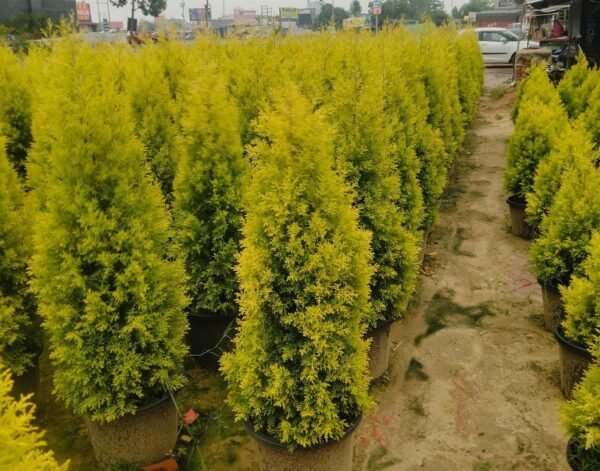 Discover the Beauty of Cupressus: A Marvel of Nature