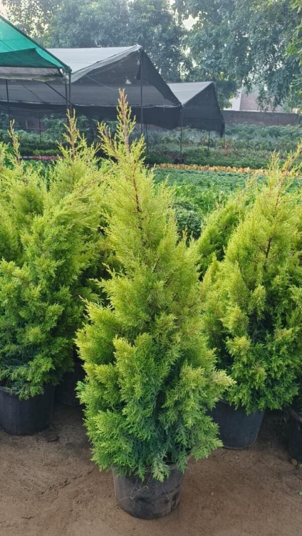 Discover the Beauty of Cupressus: A Marvel of Nature - Image 3