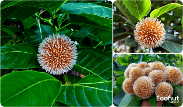 Exploring Kadamb: The Versatile Tree of Southeast Asia