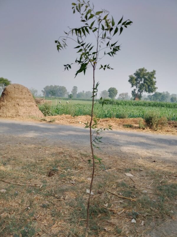 The Charm of Small Fragrant White Flowers - Image 2