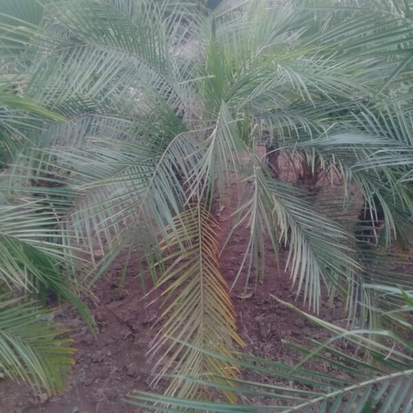 Exploring the Beauty of Phoenix Sylvestris