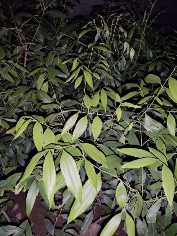 Discover the Versatile Cinnamomum Tamala - Indian Bay Leaf - Image 2