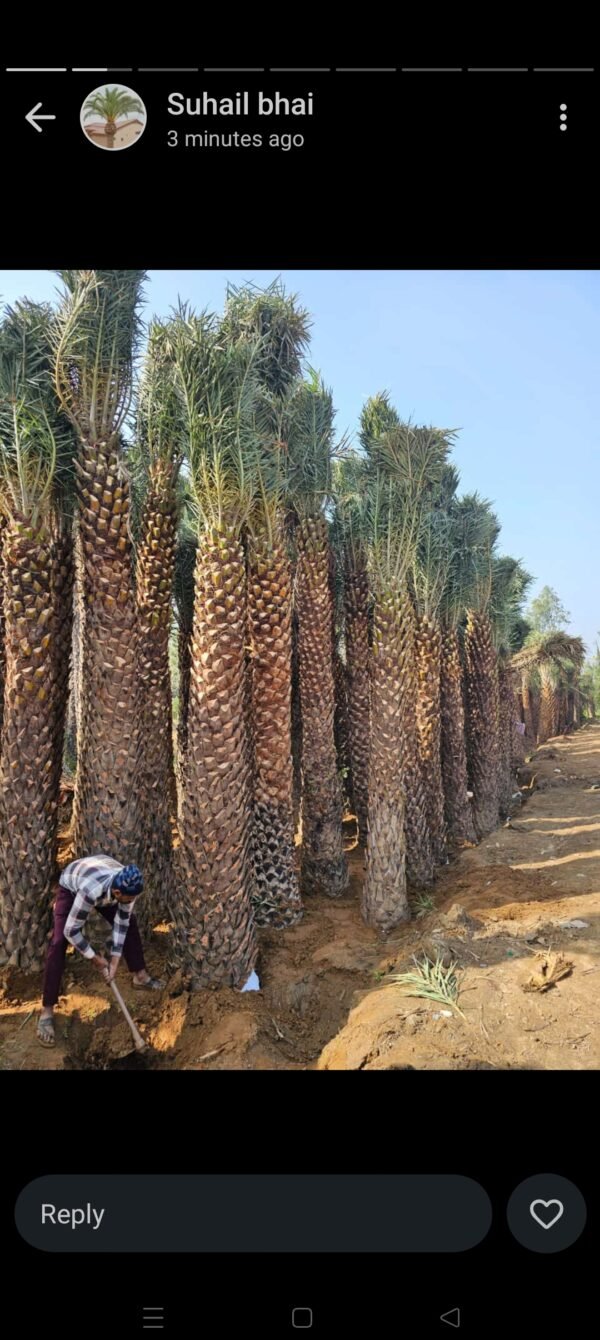 Date palm