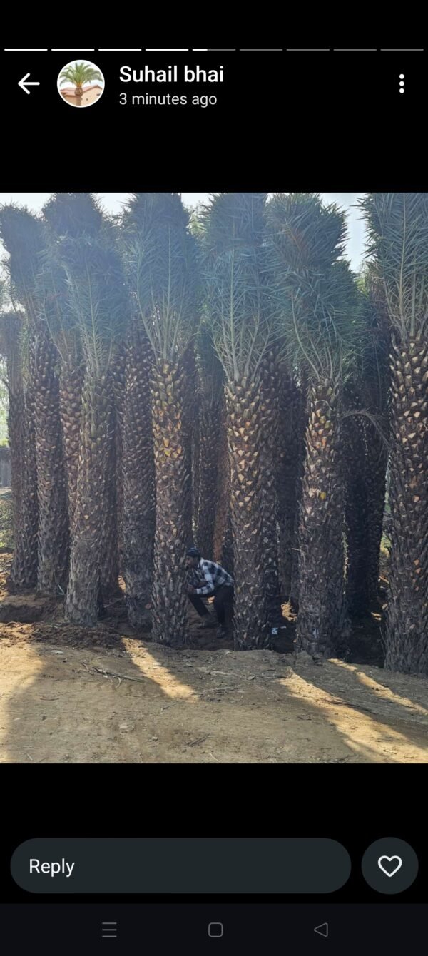 Date palm - Image 2