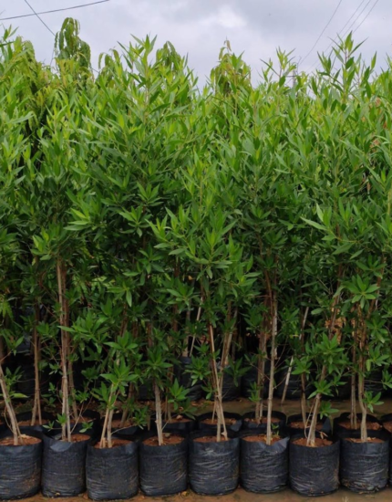 Conocarpus Plant