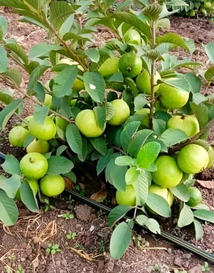 Amrood Plant - Guava Plant
