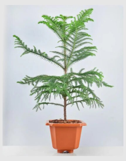 Araucaria plant