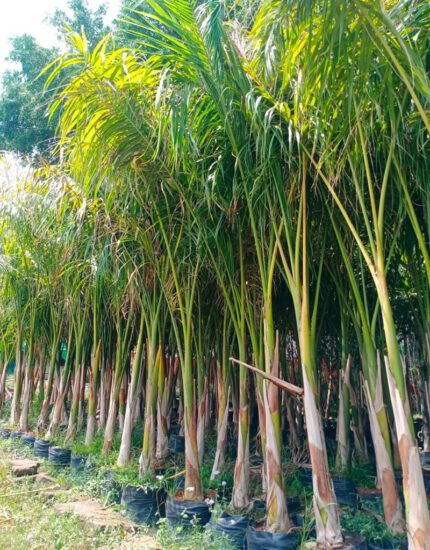 Bottle palm