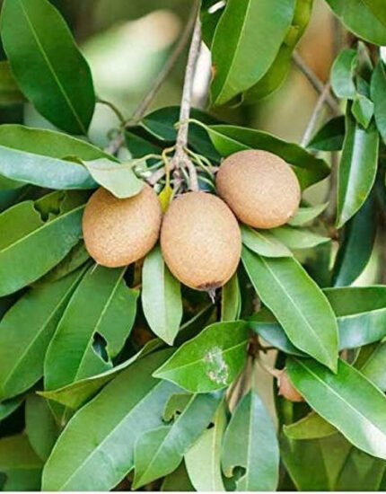 Chikoo, Chikku, Chiku Fruit (Grafted) – Live Plant