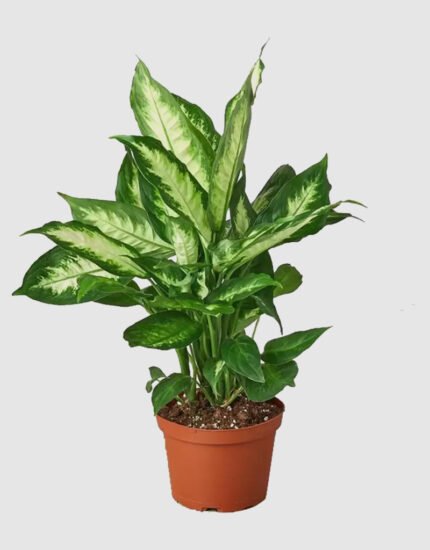 Dafan plant