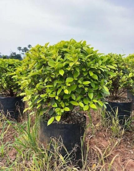Ficus panda plant