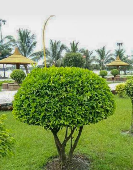 Ficus latusa plant