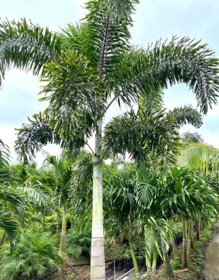Foxtail palm