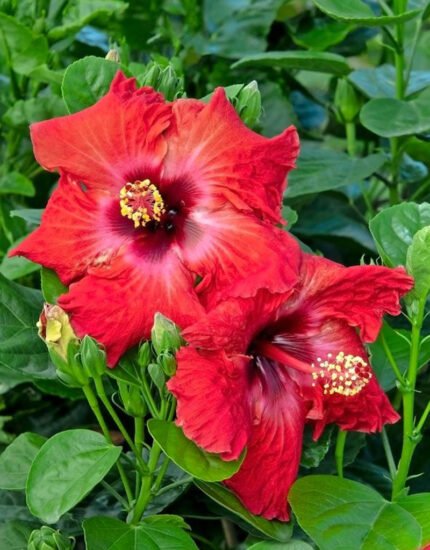 Hibiscus plant