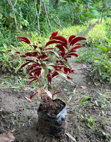 Laila majnu plant