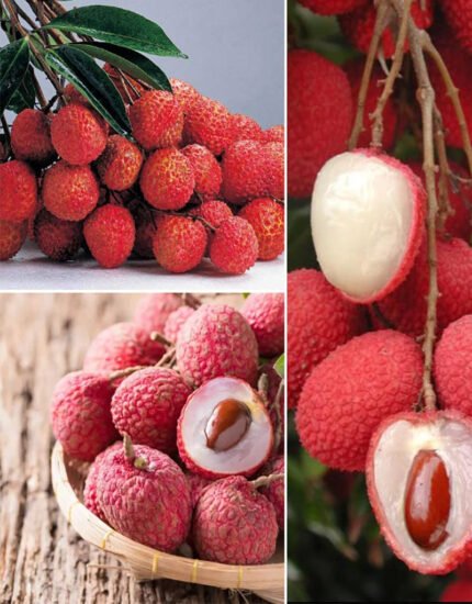 Lychee, litchi Plant