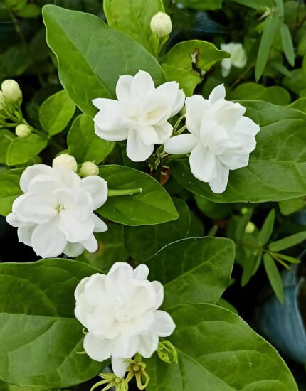 chameli plant