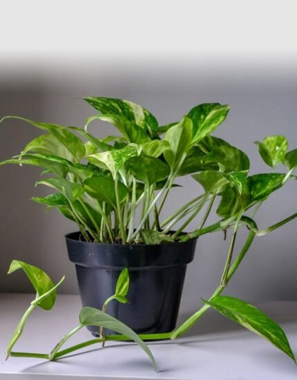 Money plant