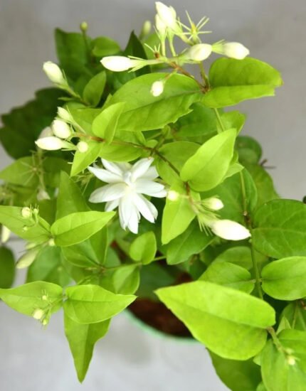 Motia plant