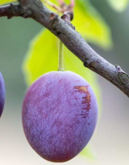 aalu bukhara plant, dried plums plant