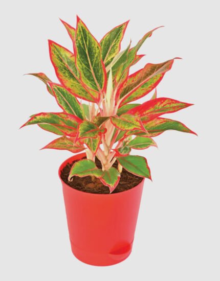 aglaonema plant