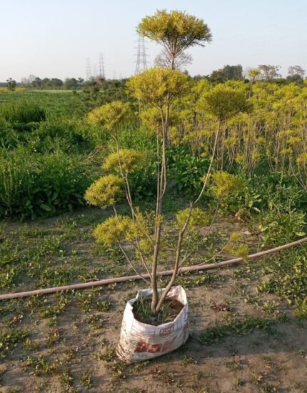 bottle brush tapori plant