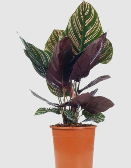 calathea plant
