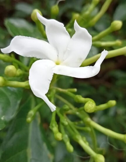 chandni plant