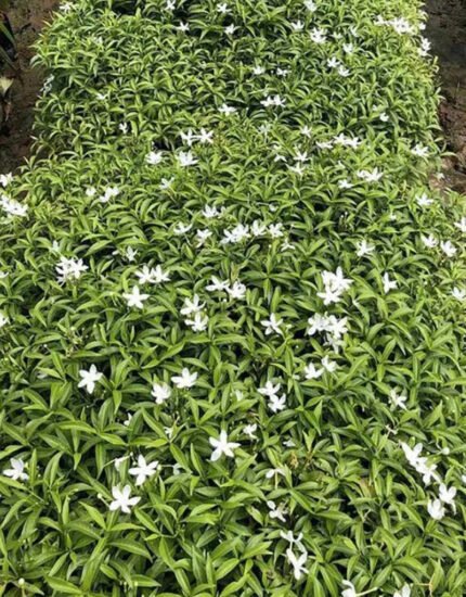 Chandni variegated plant