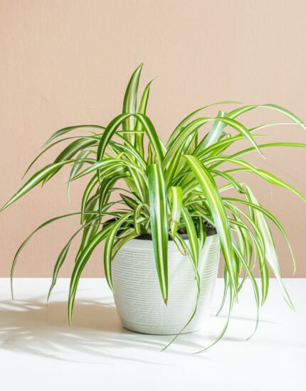 chlorophytum plant