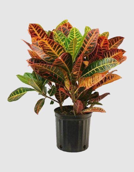 croton plant