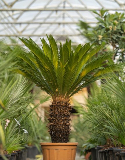 cycas revoluta plant
