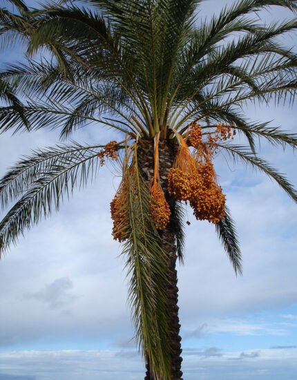 Date Palm