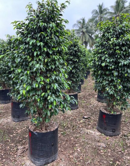 ficus benjamina plant