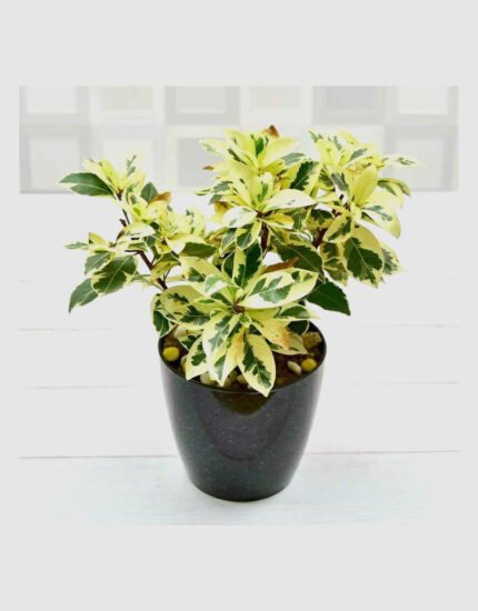 ficus starlight plant