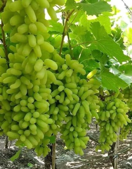 grapes plant
