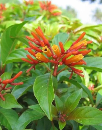 Hamelia patens plant