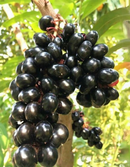 jamun tree plant