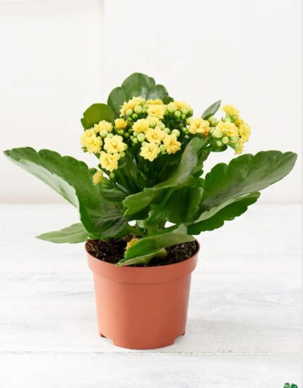kalanchoe plant