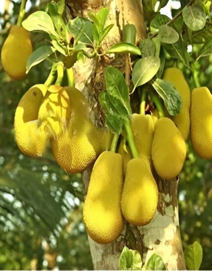 kathal plant, Jackfruit Plant