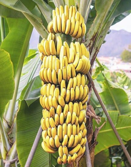 kela plant