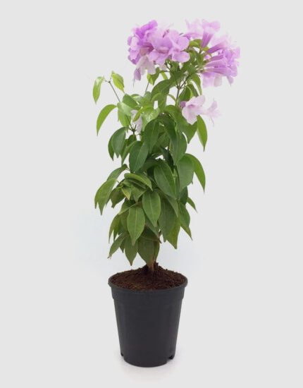 lahsun bel plant