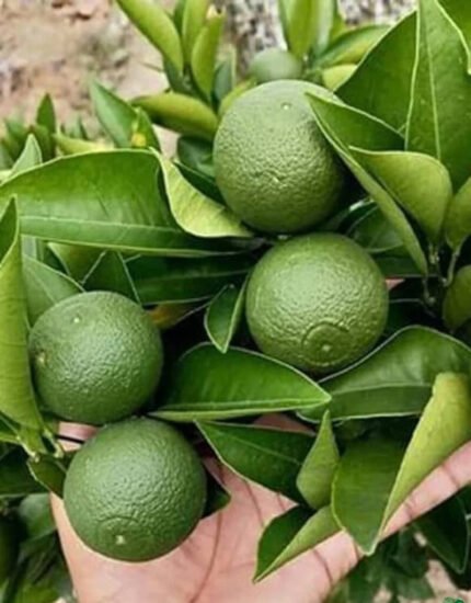 malta plant