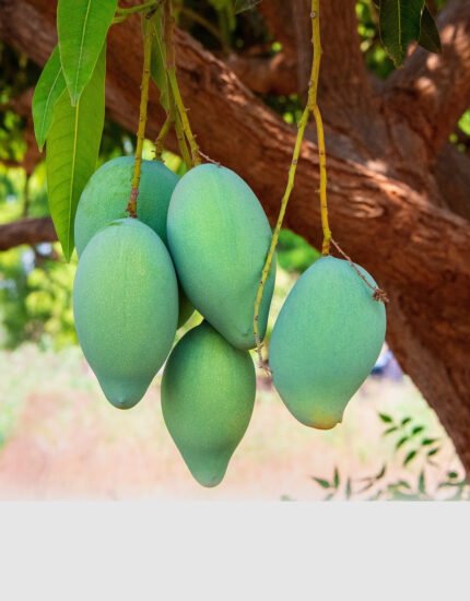 mango plant - aam plant