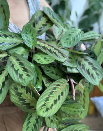 maranta plant
